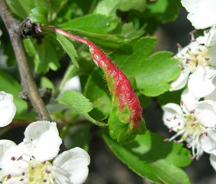 Crataegus monogyna / Biancospino comune